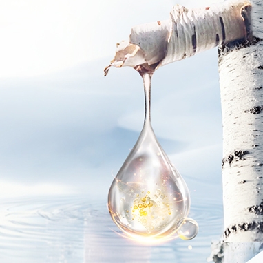 Sip into Spring: The Sweet Secrets of Birch Sap